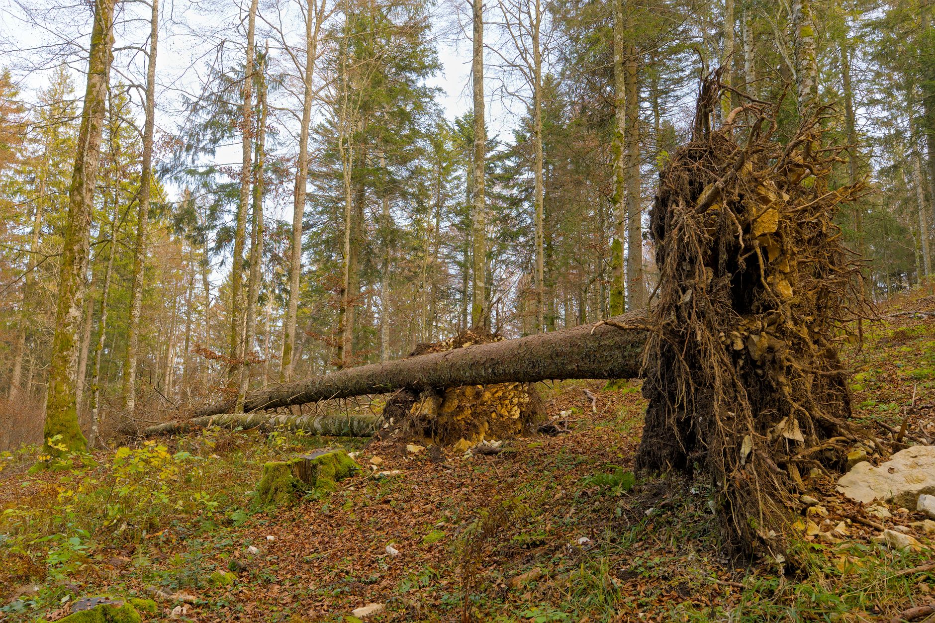 Enlèvement arbre urgence à Hazebrouck